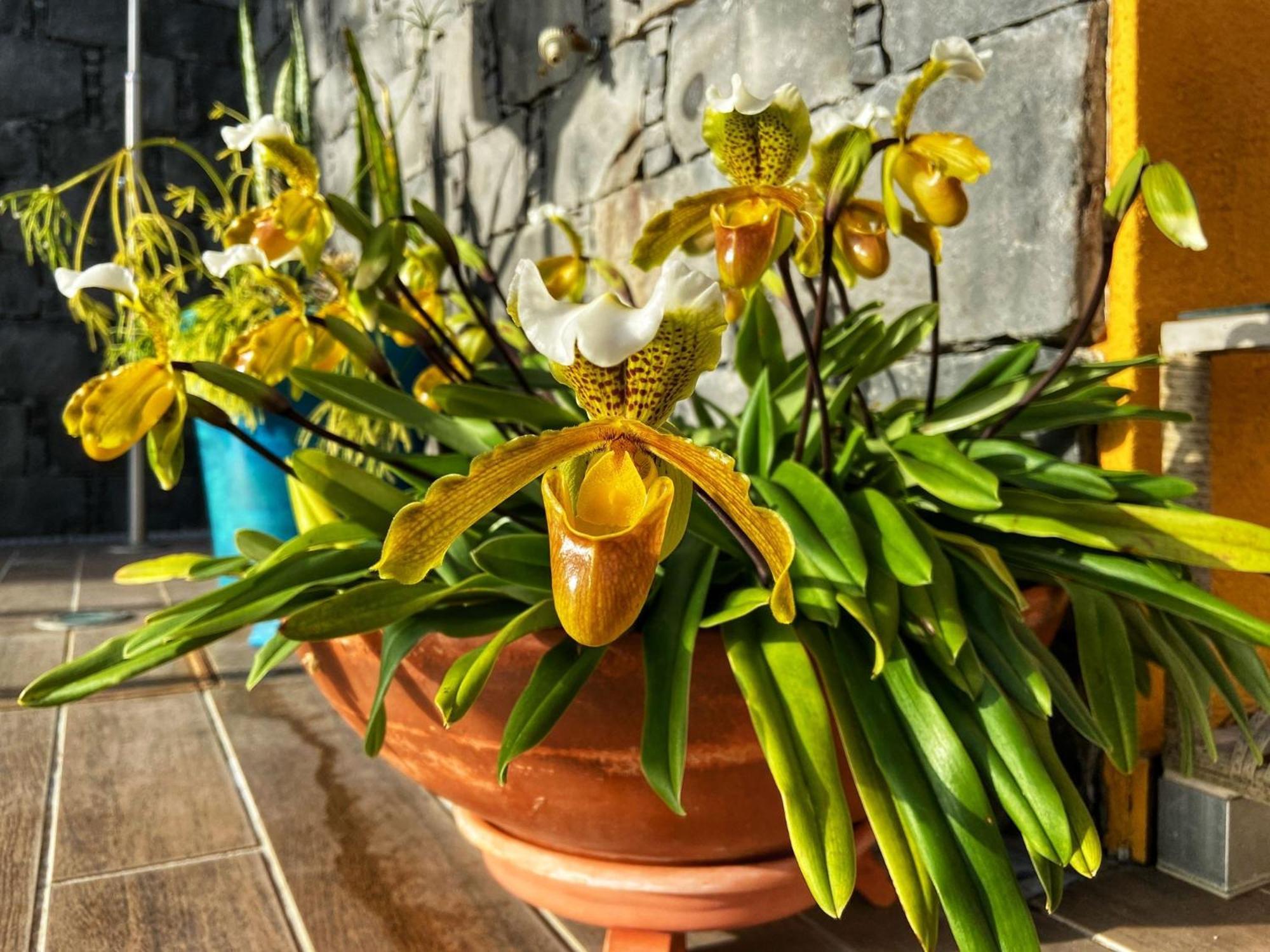 Zeza'S House Villa Calheta  Dış mekan fotoğraf